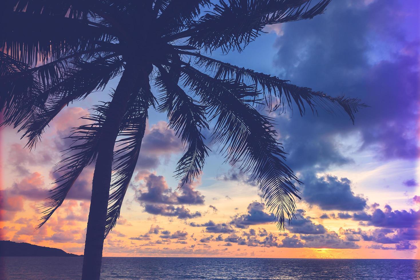 Silhouette of a palm tree photo