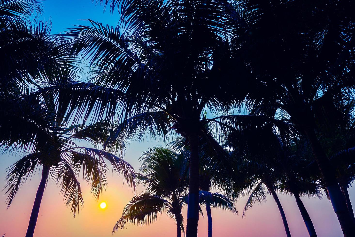 Silhouette of palm trees photo
