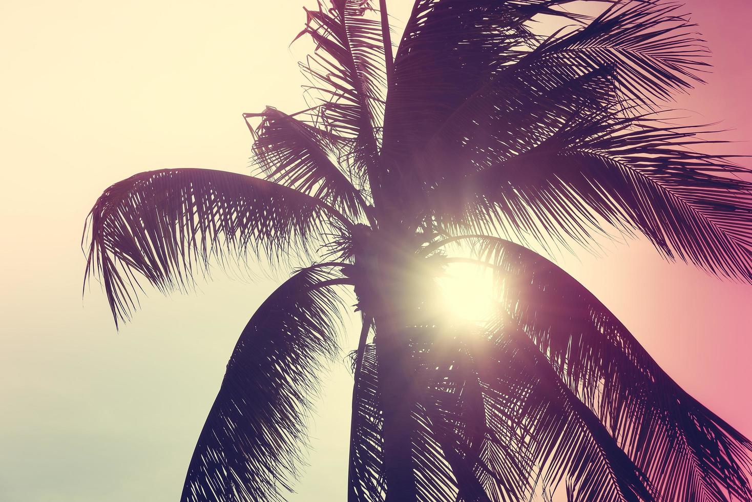 Silhouette of a palm tree photo