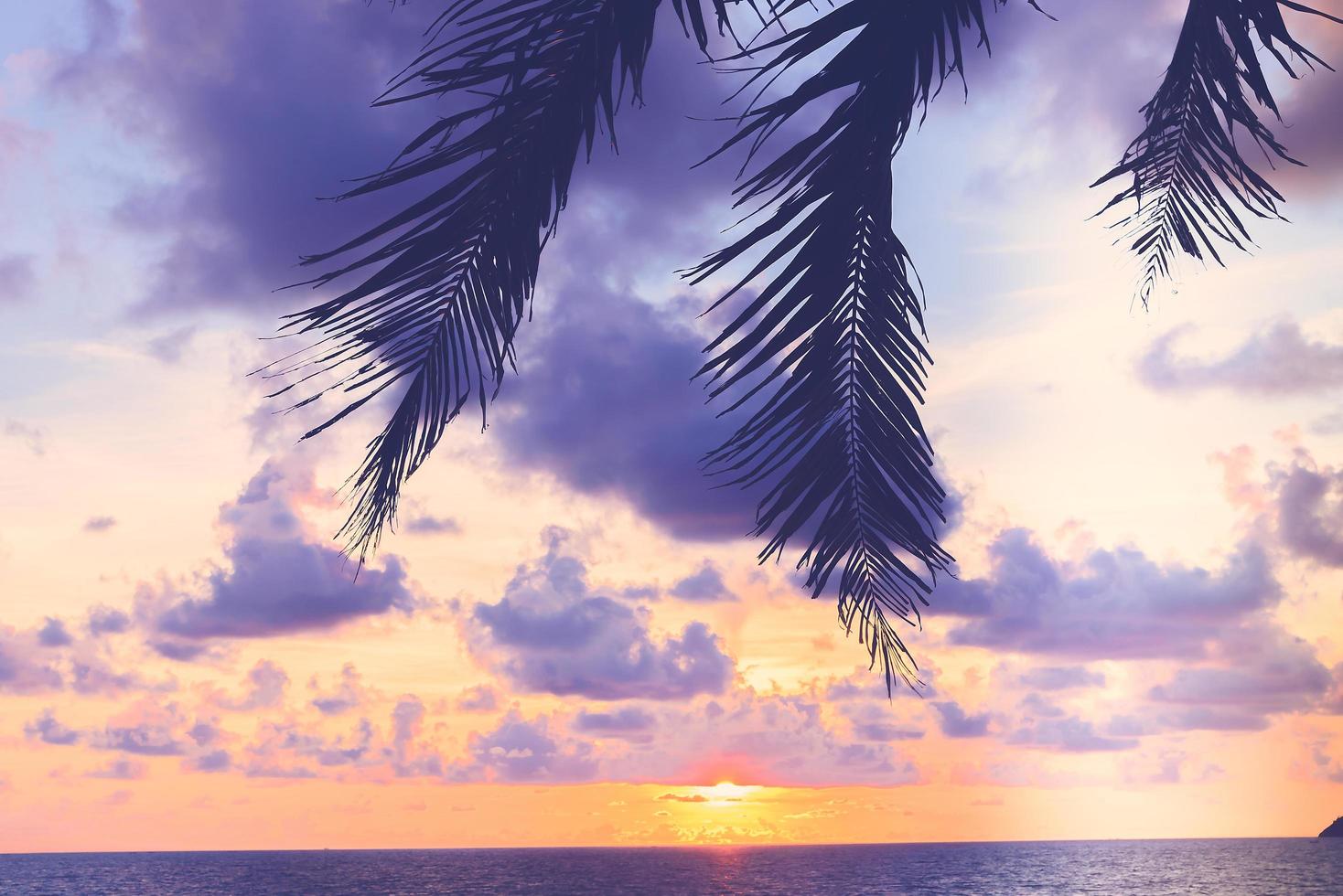 Silhouette of a palm tree photo