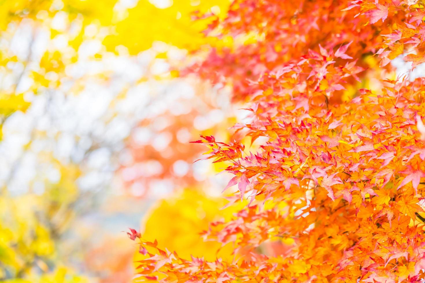 Beautiful red maple leaf on tree photo