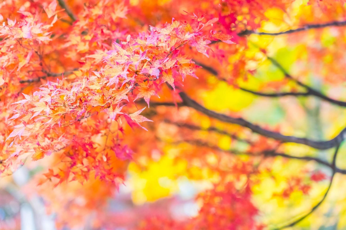 Beautiful red maple leaves photo