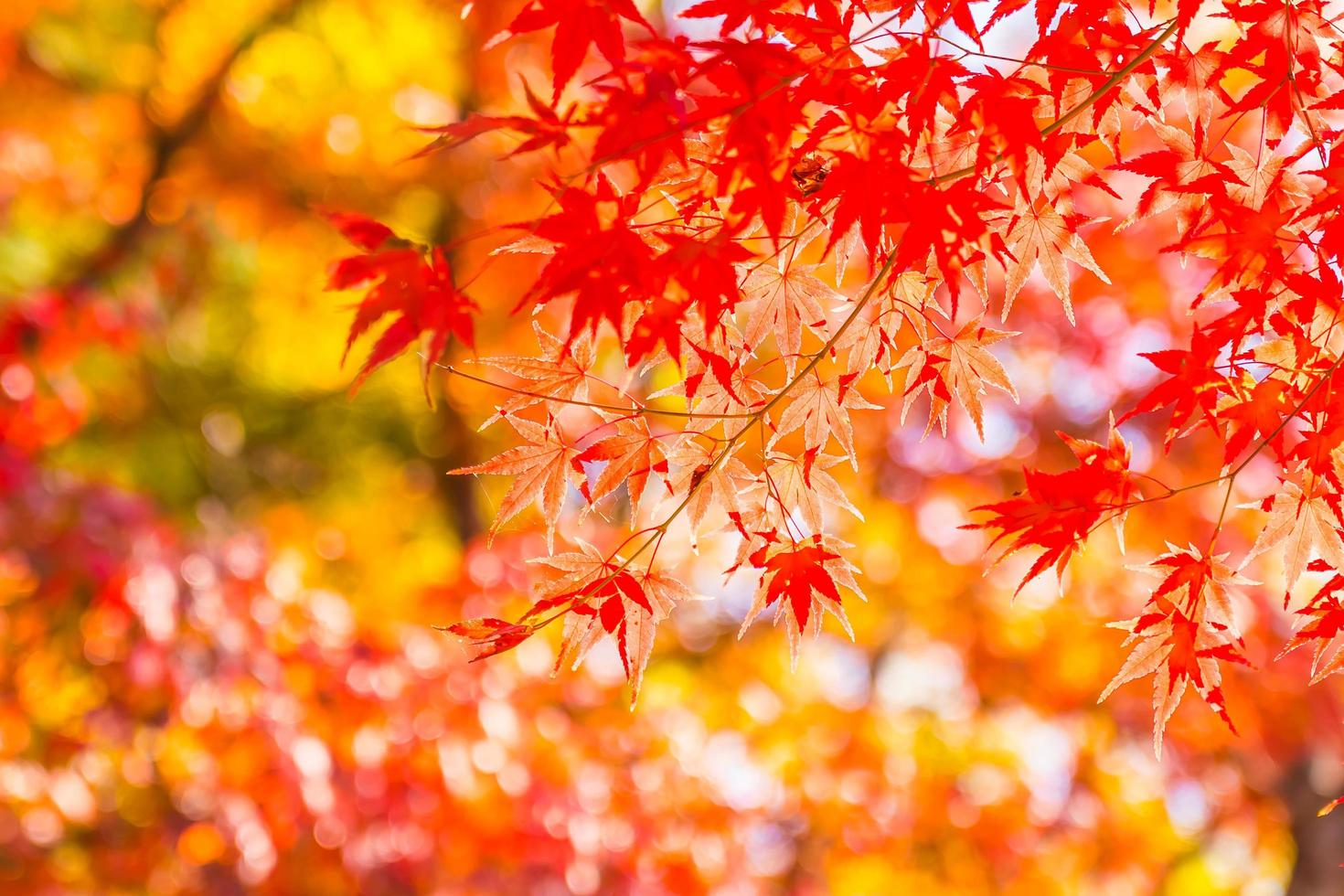 hermosas hojas de arce rojo foto