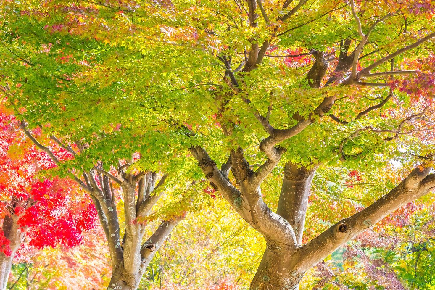 Beautiful red and green maple leaf on tree photo