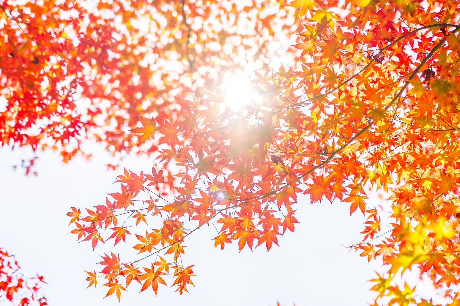 Beautiful red maple leaves photo