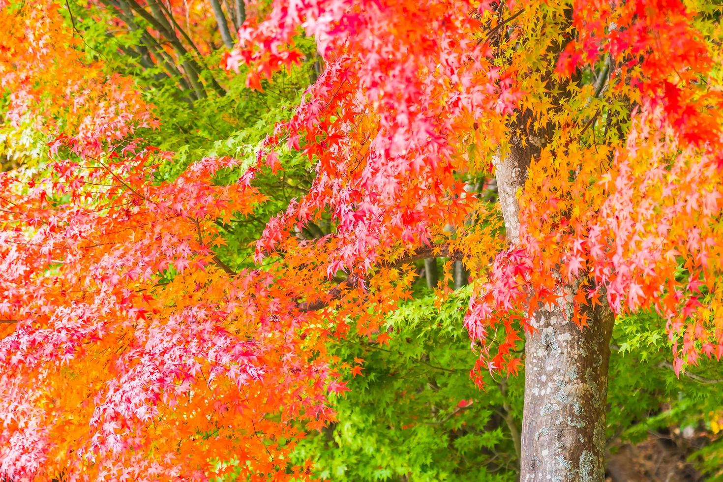 hermosa hoja de arce roja y verde en el árbol foto