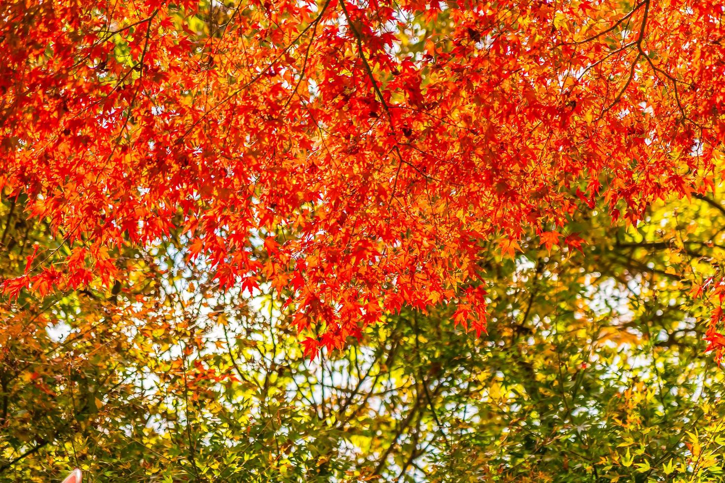 Beautiful red and green maple leaf on tree photo