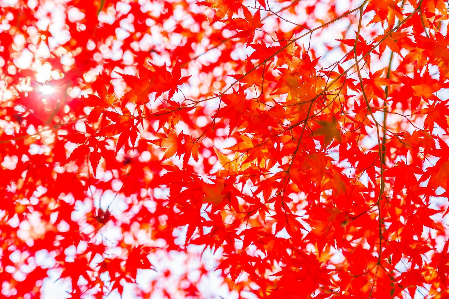 Beautiful red maple leaves photo