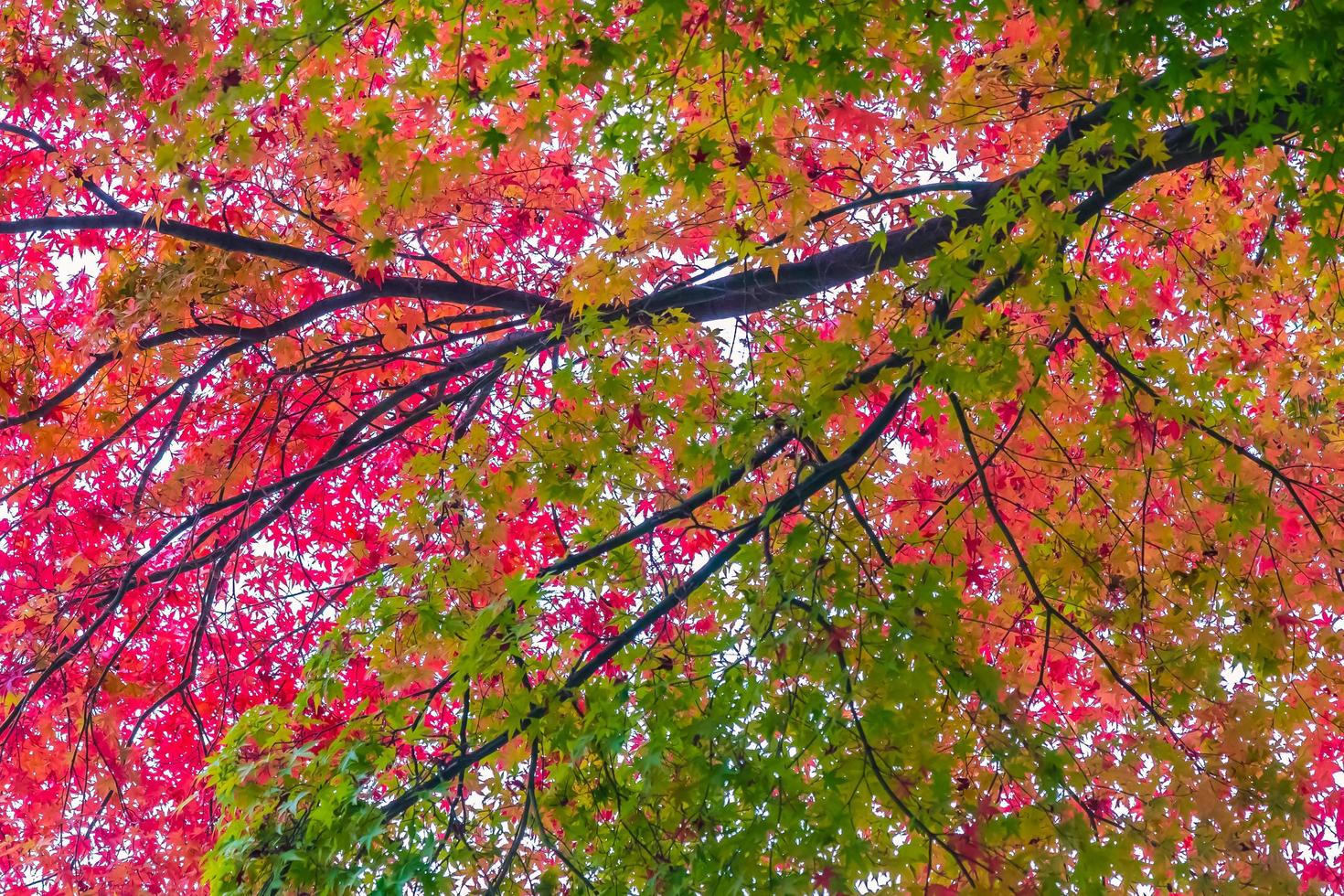 Beautiful red and green maple leaf on tree photo