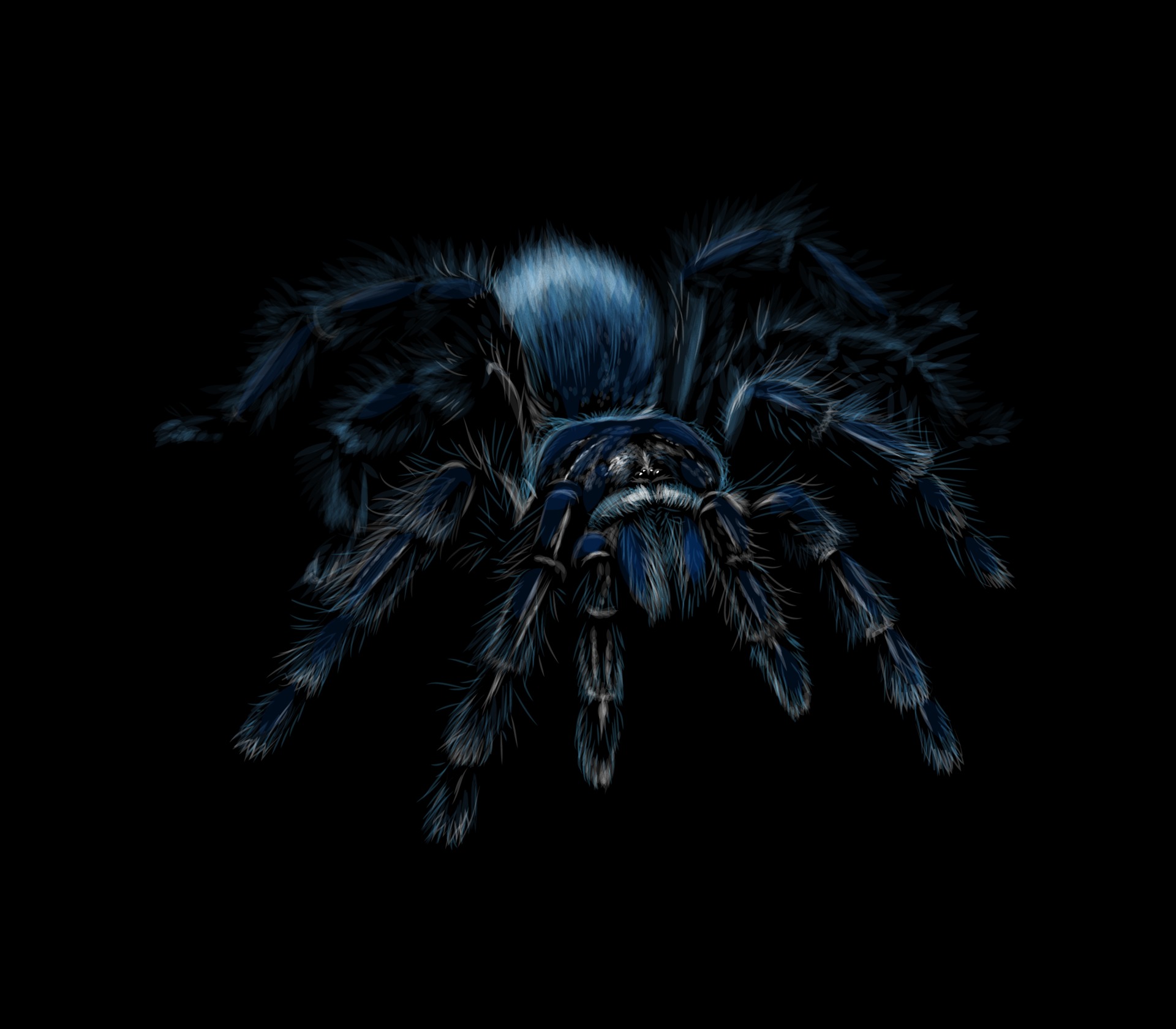 Portrait of a spider Tarantula Grammostola on a black background
