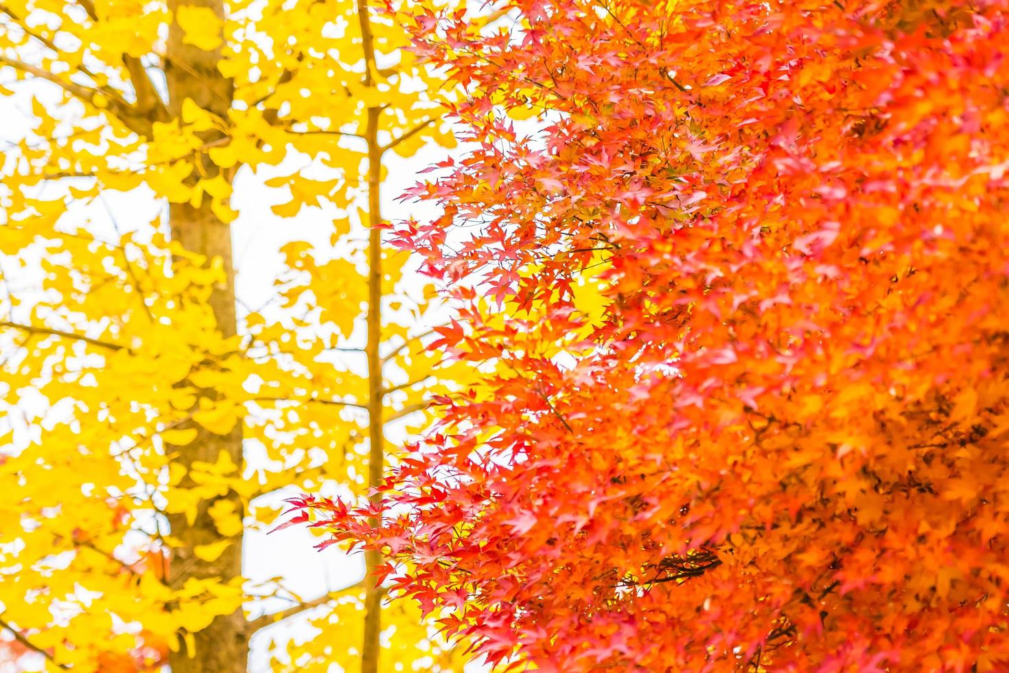 Beautiful red maple leaves photo