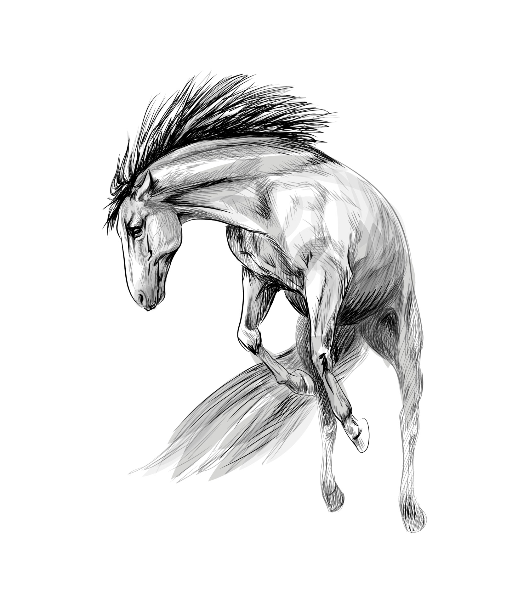 Horse run gallop on a white background. Hand drawn sketch. Vector