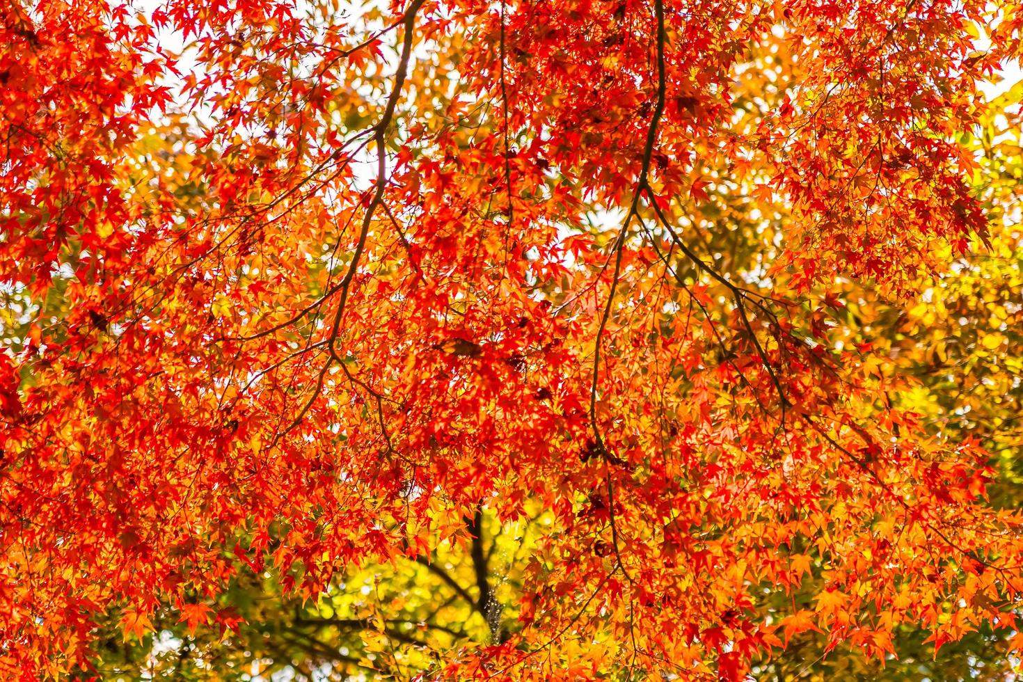 hermosa hoja de arce roja y verde en el árbol foto