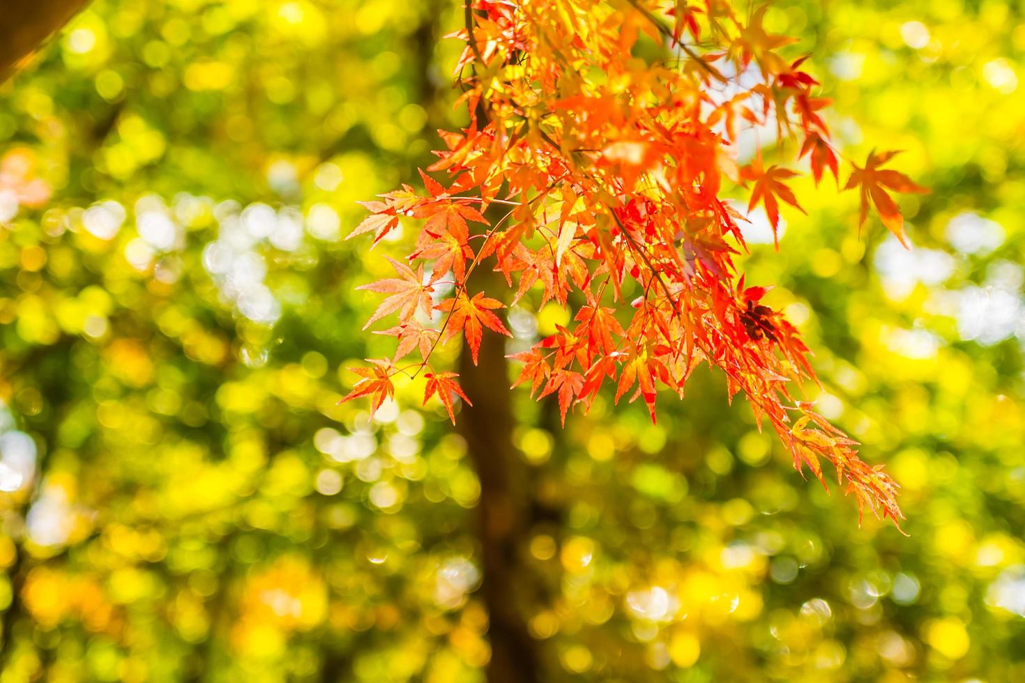 Beautiful red and green maple leaf on tree photo