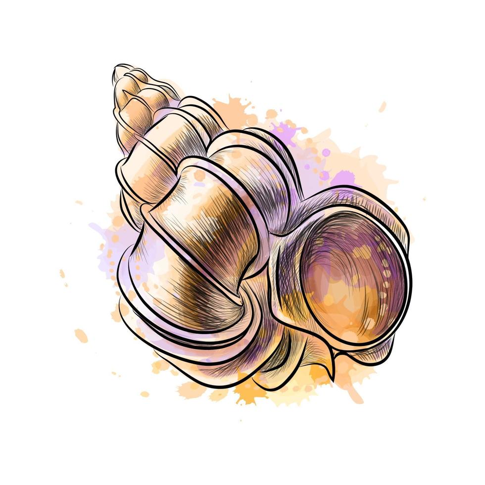 Conch shell from a splash of watercolor, hand drawn sketch. Vector illustration of paints