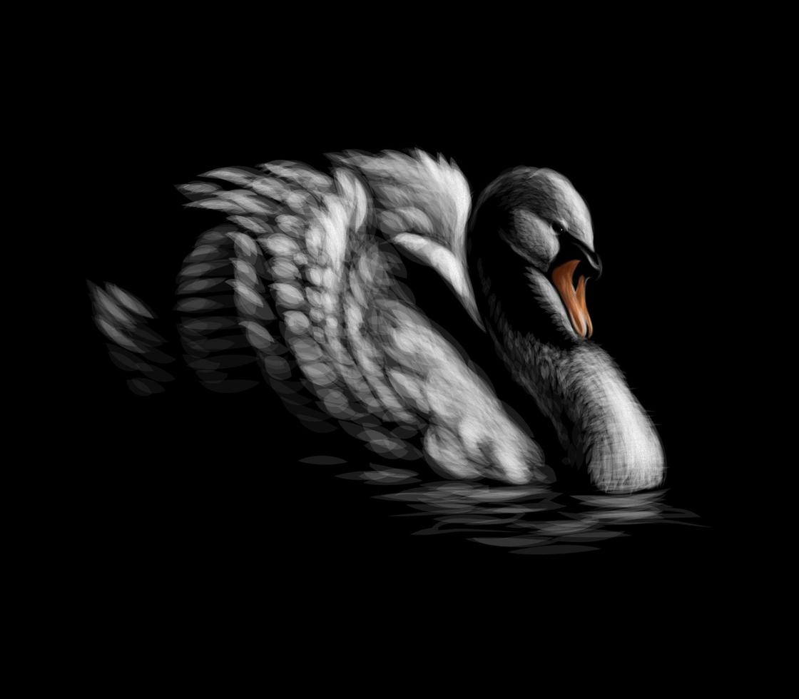 Portrait of a white swan on a black background vector