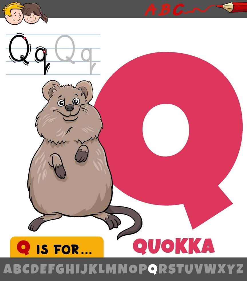 Letra q del alfabeto con personaje animal de dibujos animados quokka vector