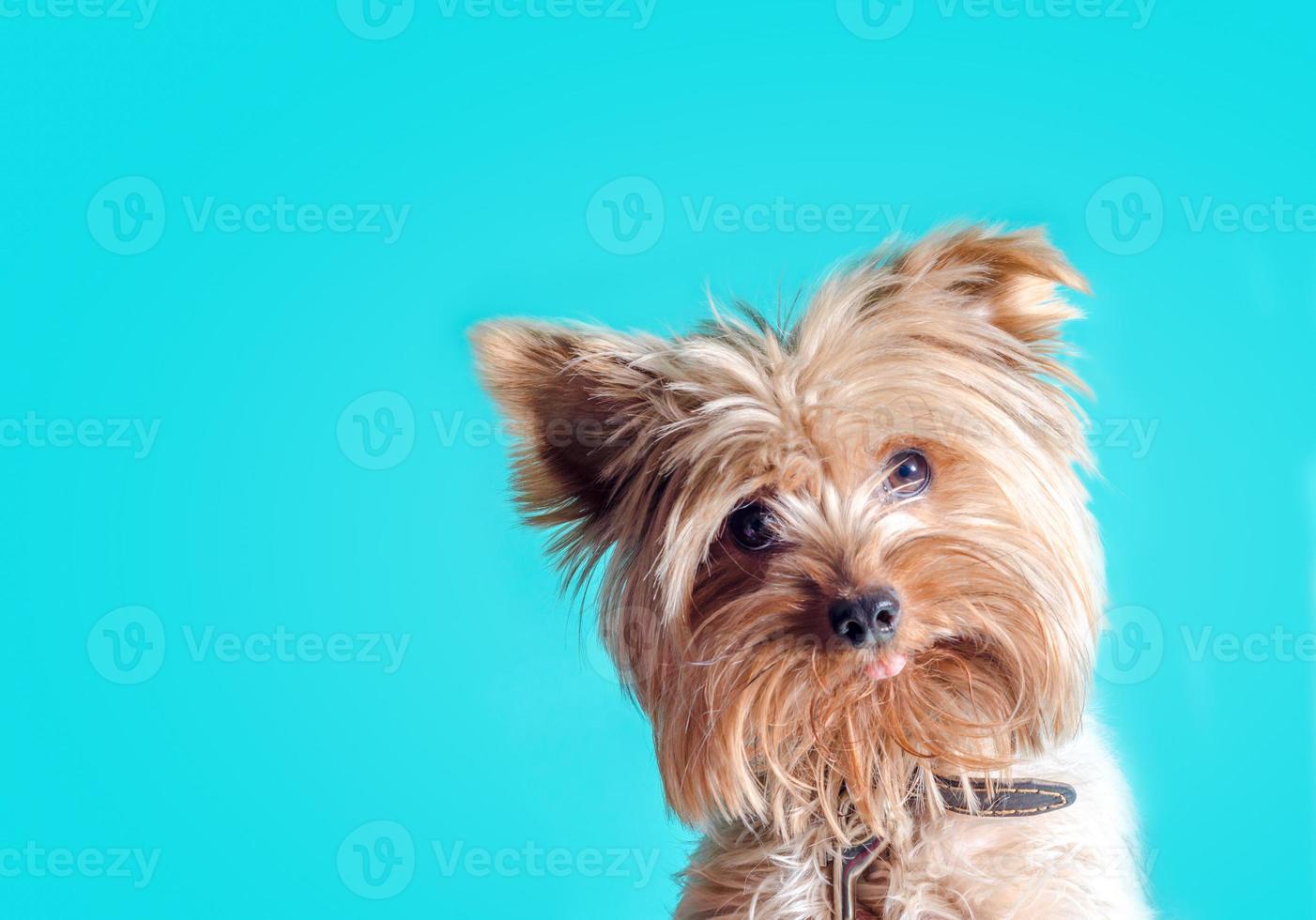 Terrier puppy on a blue background photo