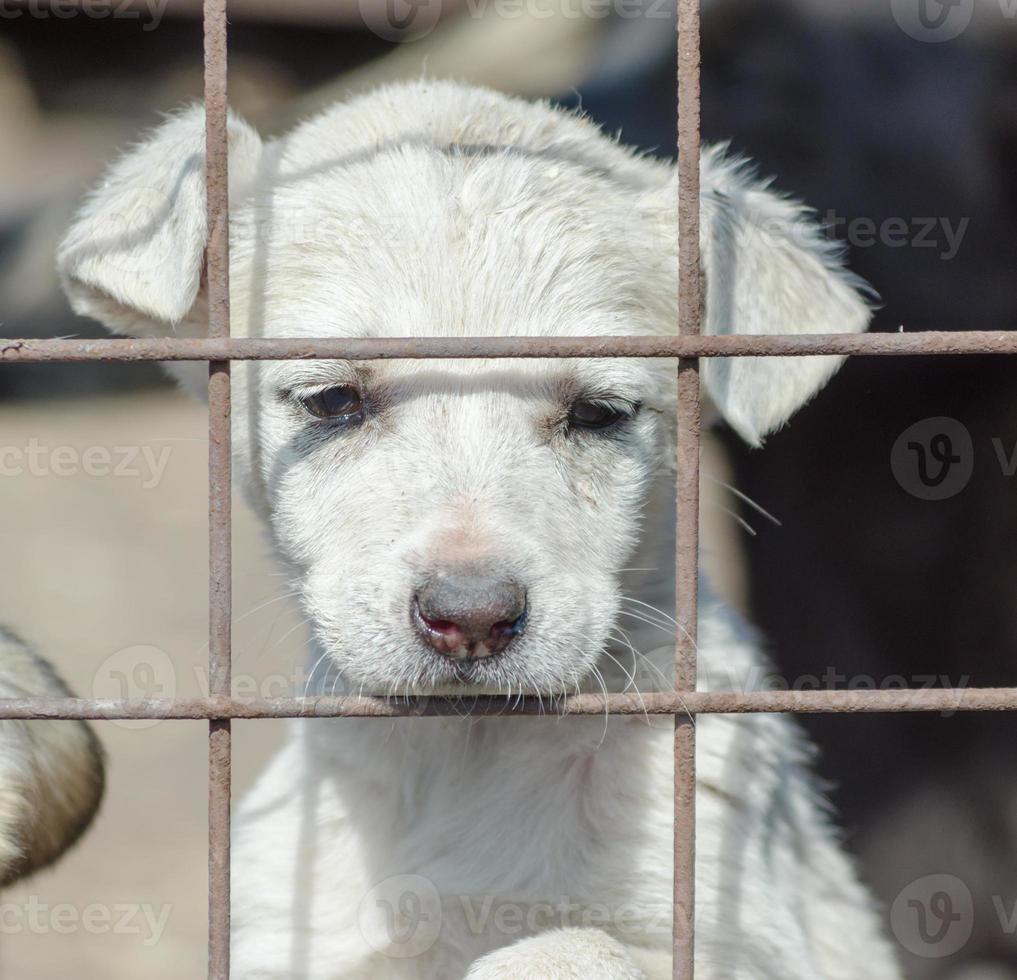 Sad white puppy behind a fence photo