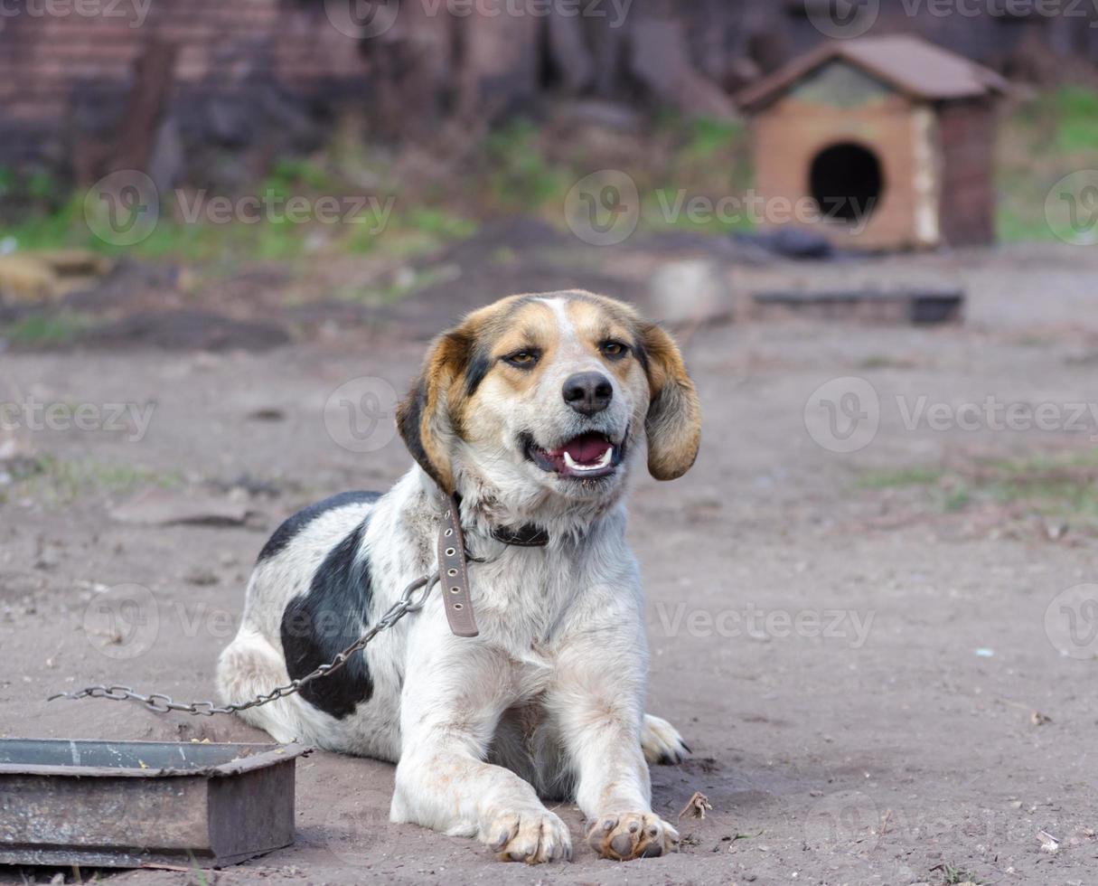 Puppy on a chain with doghouse photo