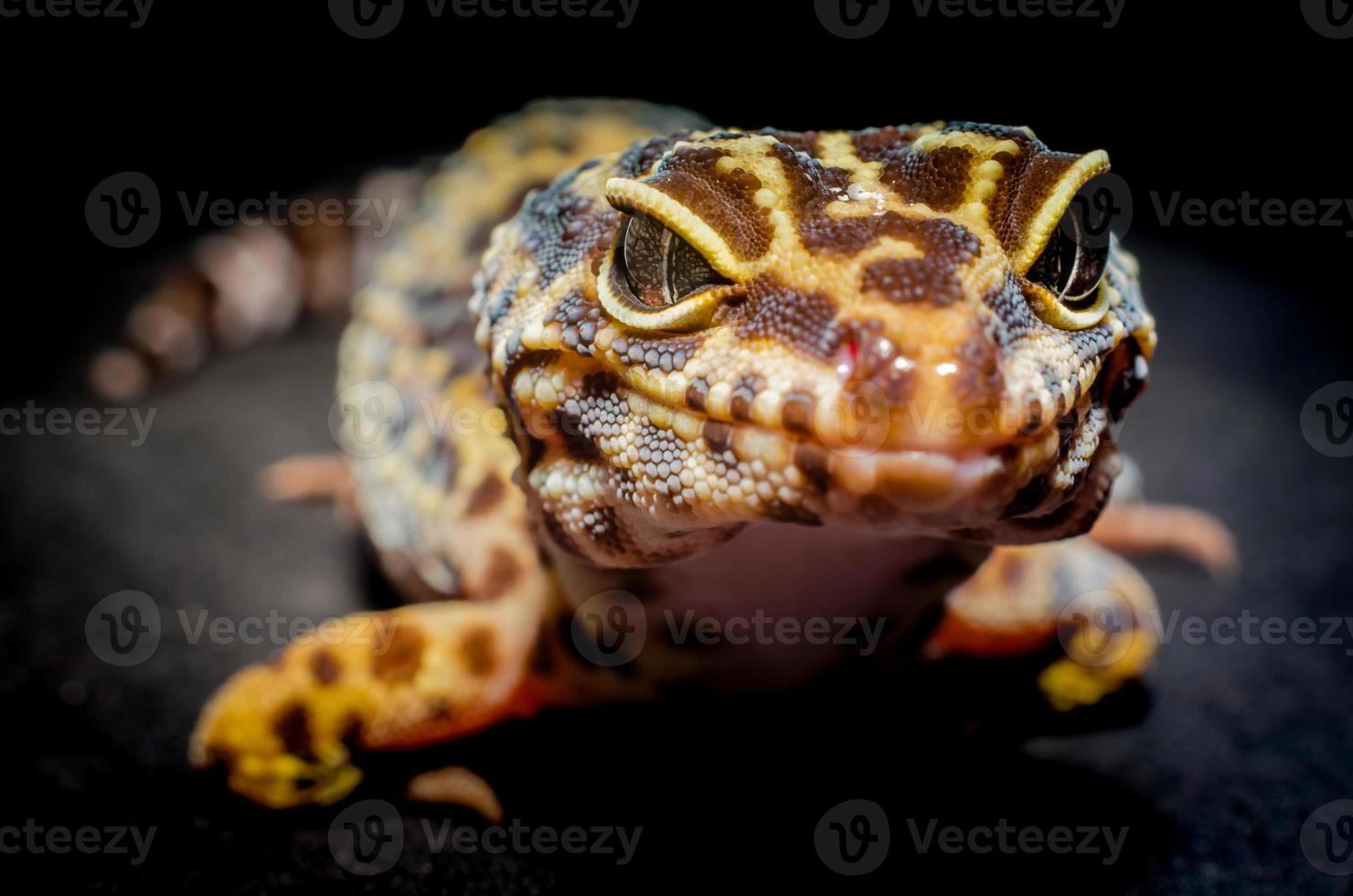 primer plano, de, un, lagarto foto