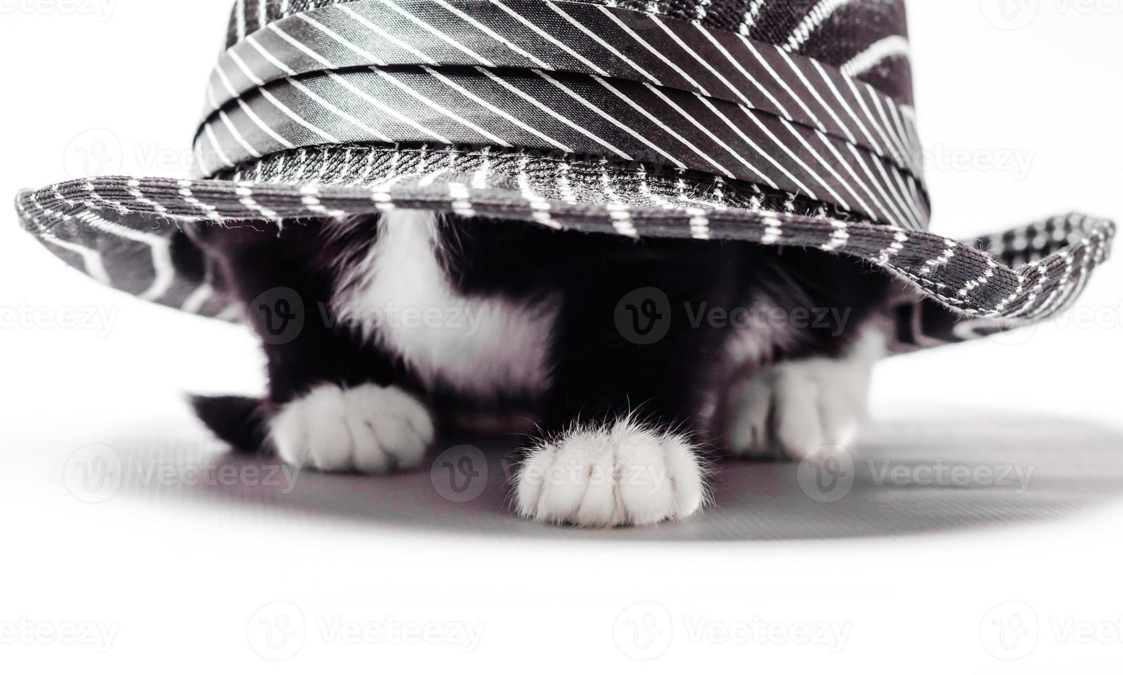 White and black cat under a hat photo