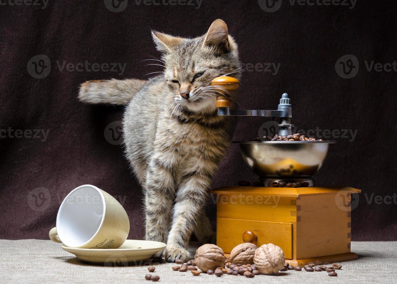 Tabby kitten and coffee photo