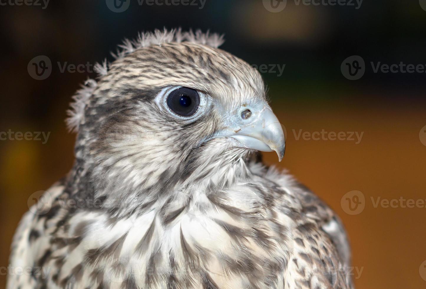 primer plano, de, un, halcón gerifalte, pájaro foto