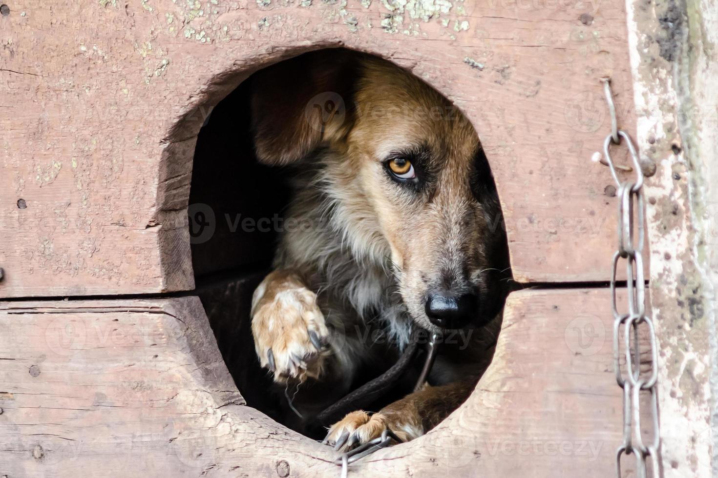 perro asustado en la caseta del perro foto