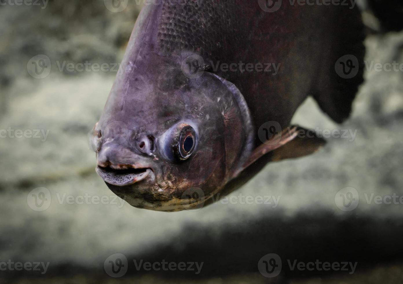 Piranha fish in the water photo