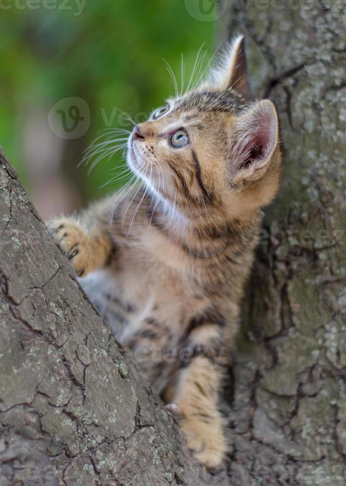 Kitten climbing a tree photo