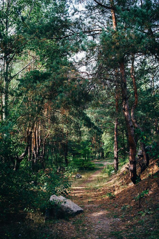 Road in a pine forest photo