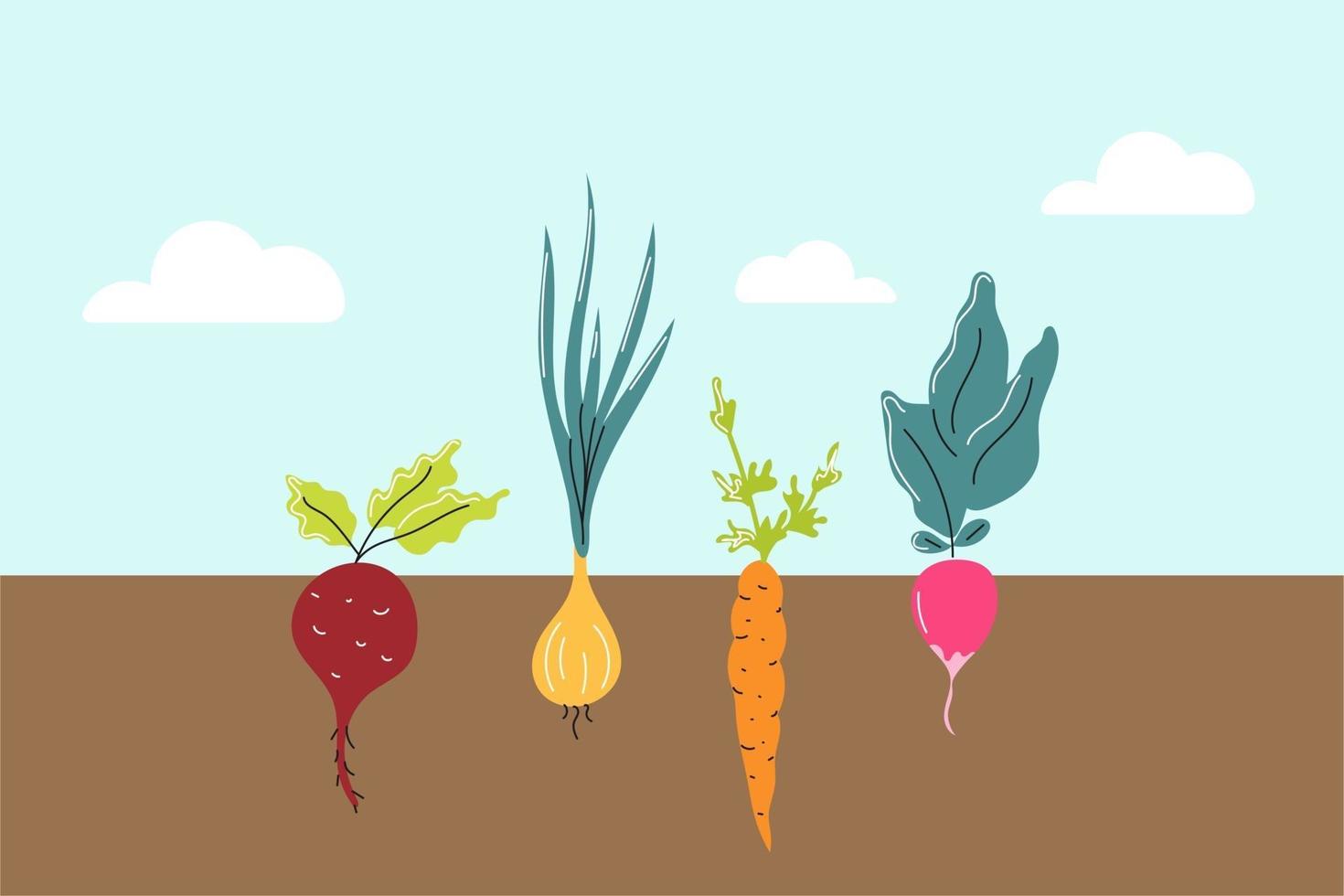 Vegetables garden. Horizontal image. Beetroot, onions, carrots and radishes grow in the ground. Vector flat image