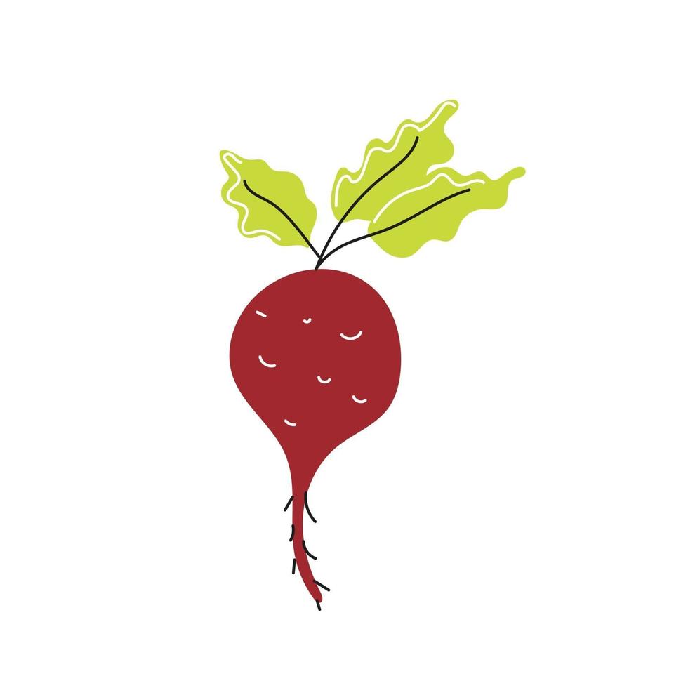 Fresh beetroot on a white background. Vector flat image, icon