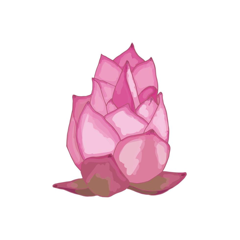 Pink lotus bud painted with a brush on a white background. Vector image isolated on a white background