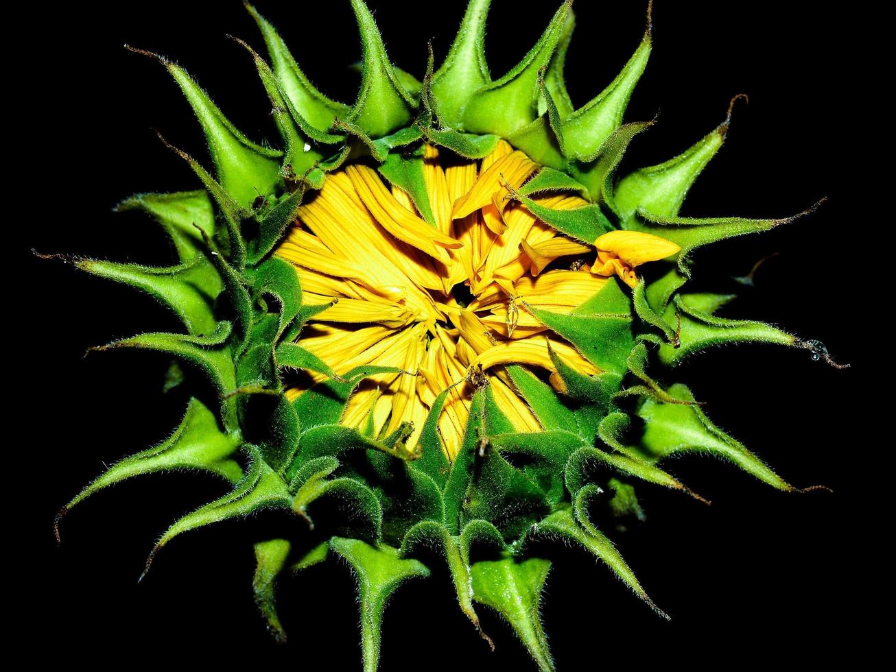 Sunflower on black background photo