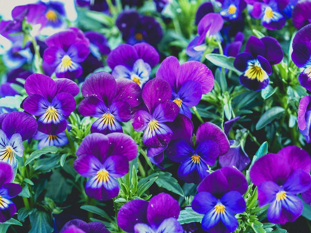 jardín de flores en la naturaleza foto