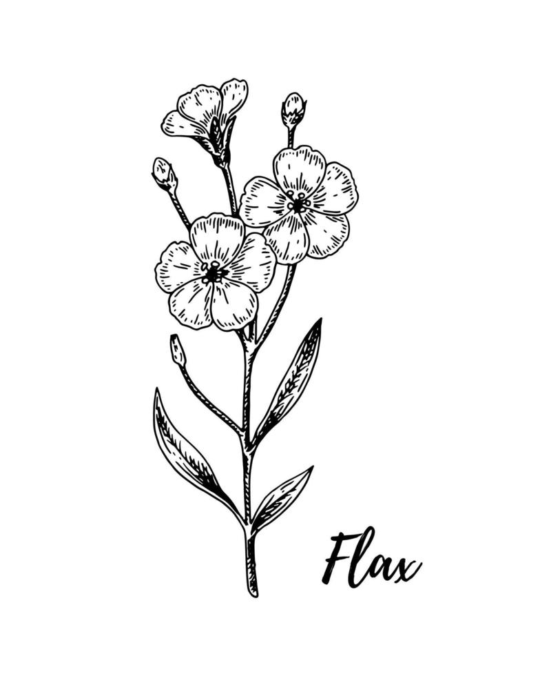 Hand drawn flax branch with flowers. Vector illustration in sketch style for linen seeds and oil packaging