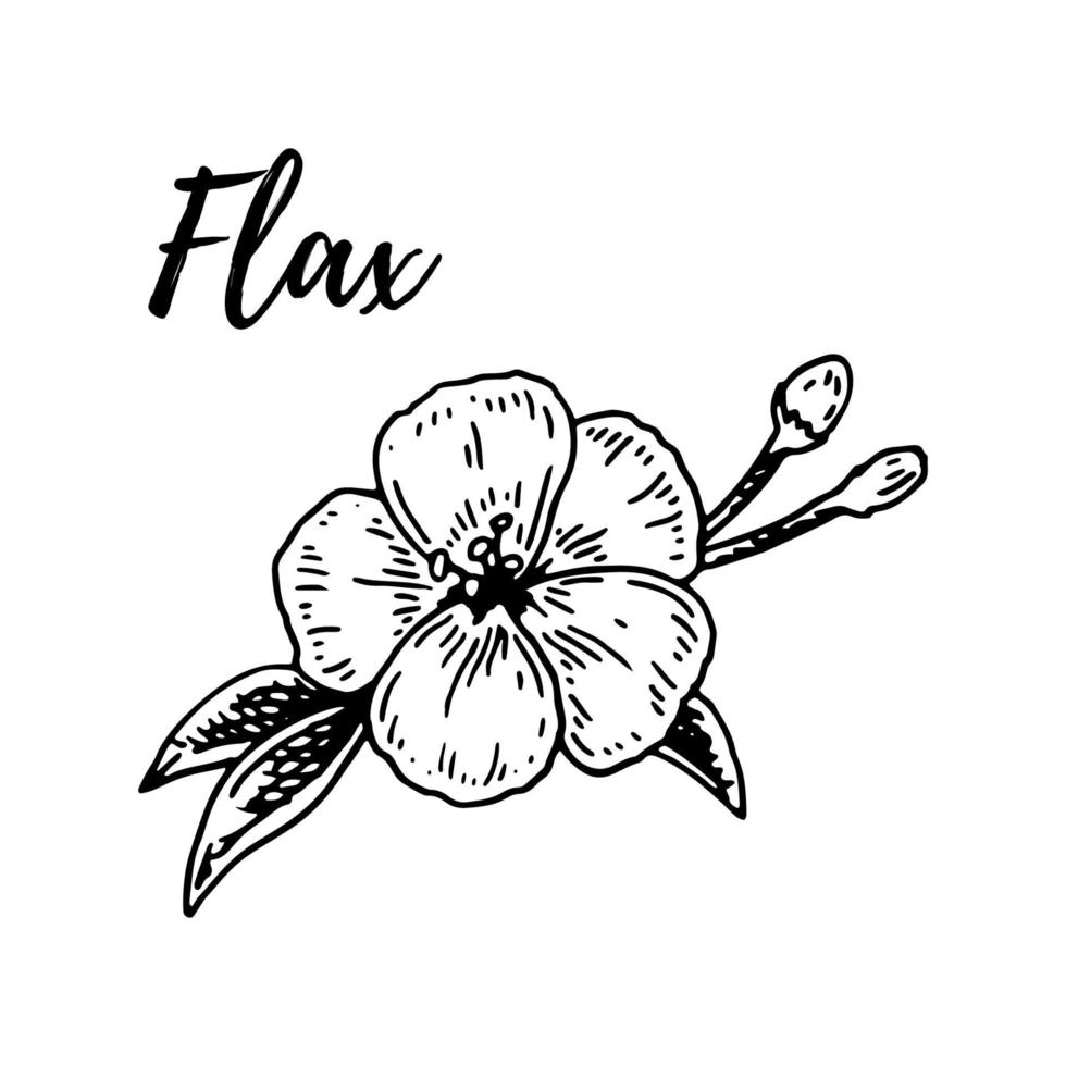 Hand drawn flax flower. Vector illustration in sketch style for linen seeds and oil packaging