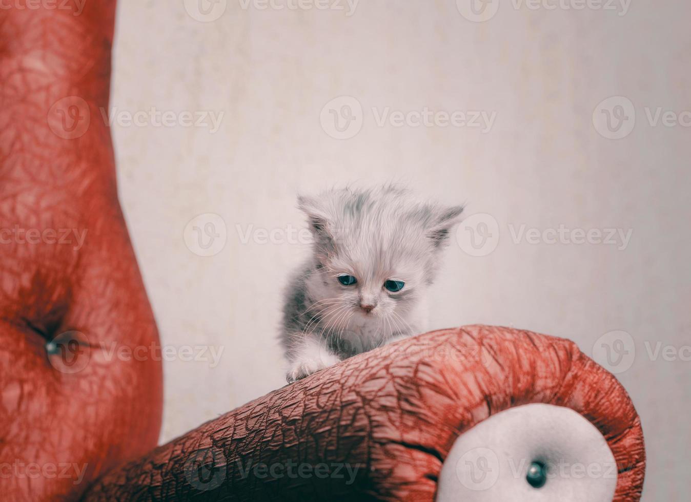 Sad kitten on red chair photo