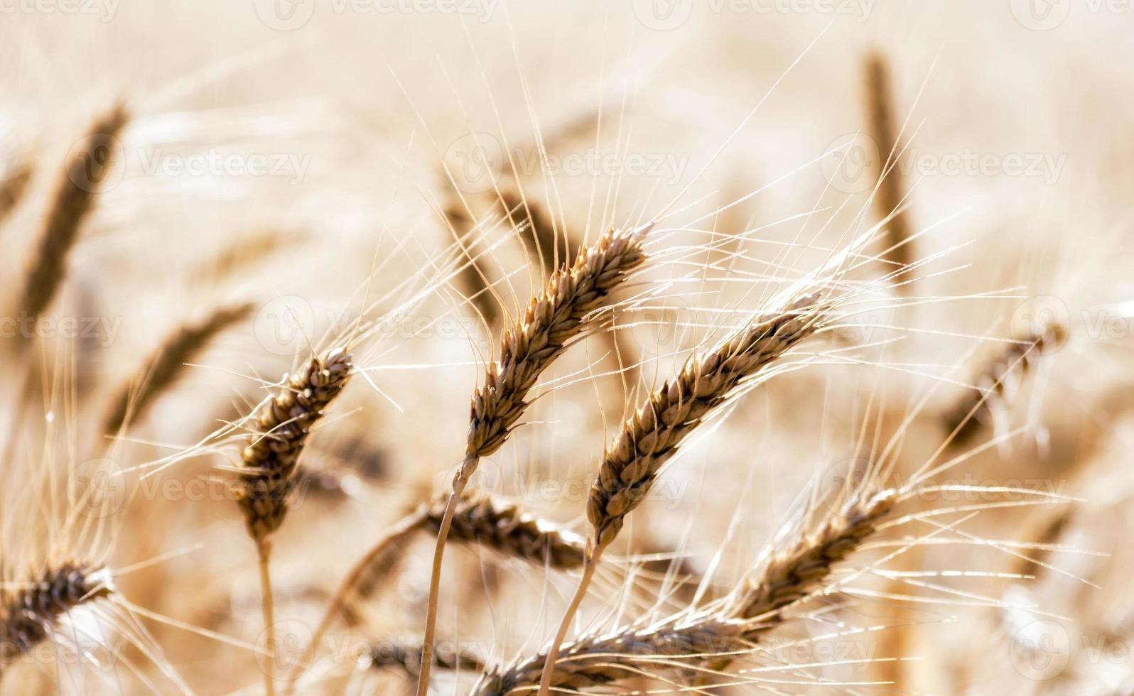 campo de trigo en la luz del sol foto