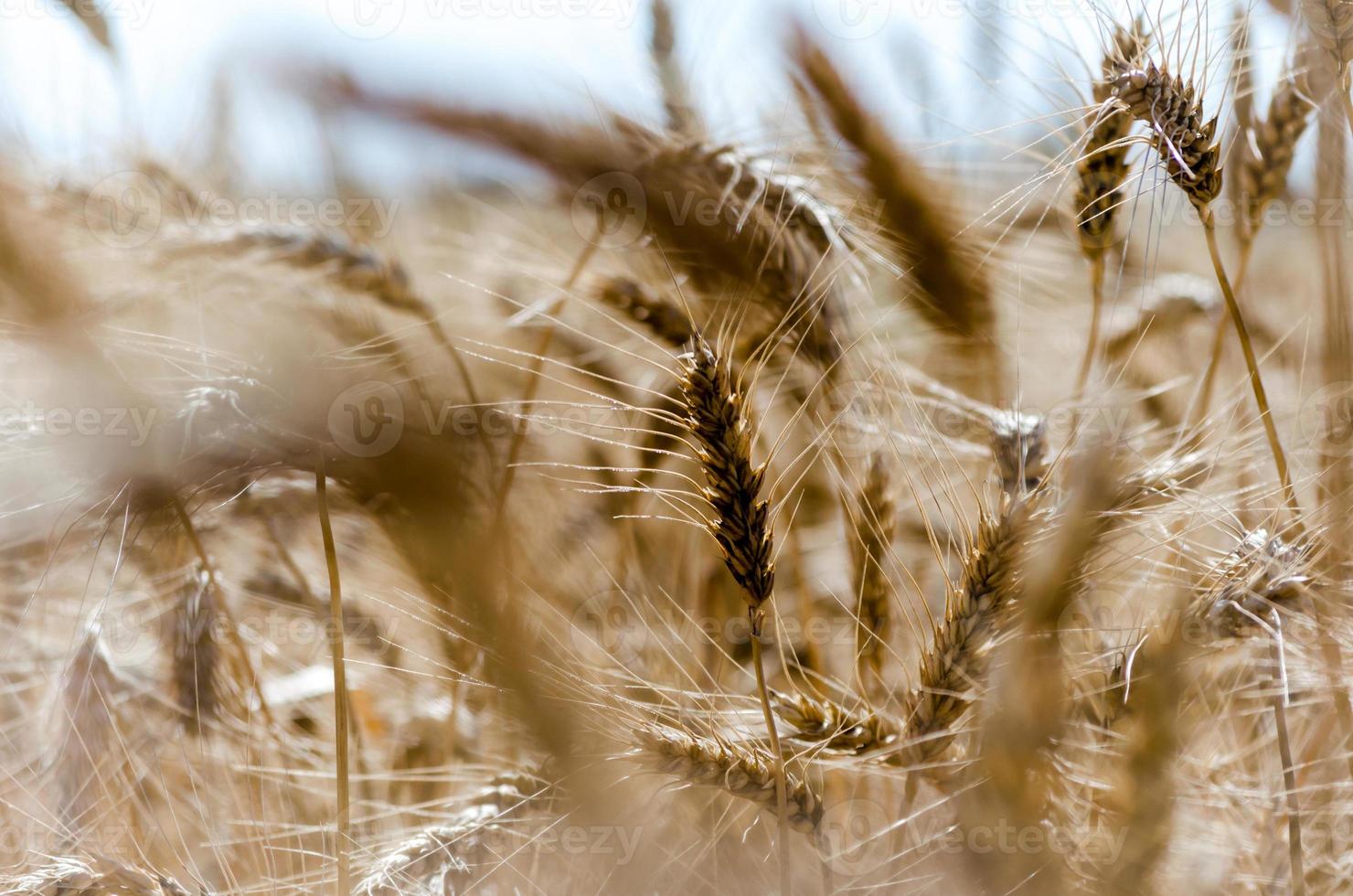 Close-up of a wheat field photo