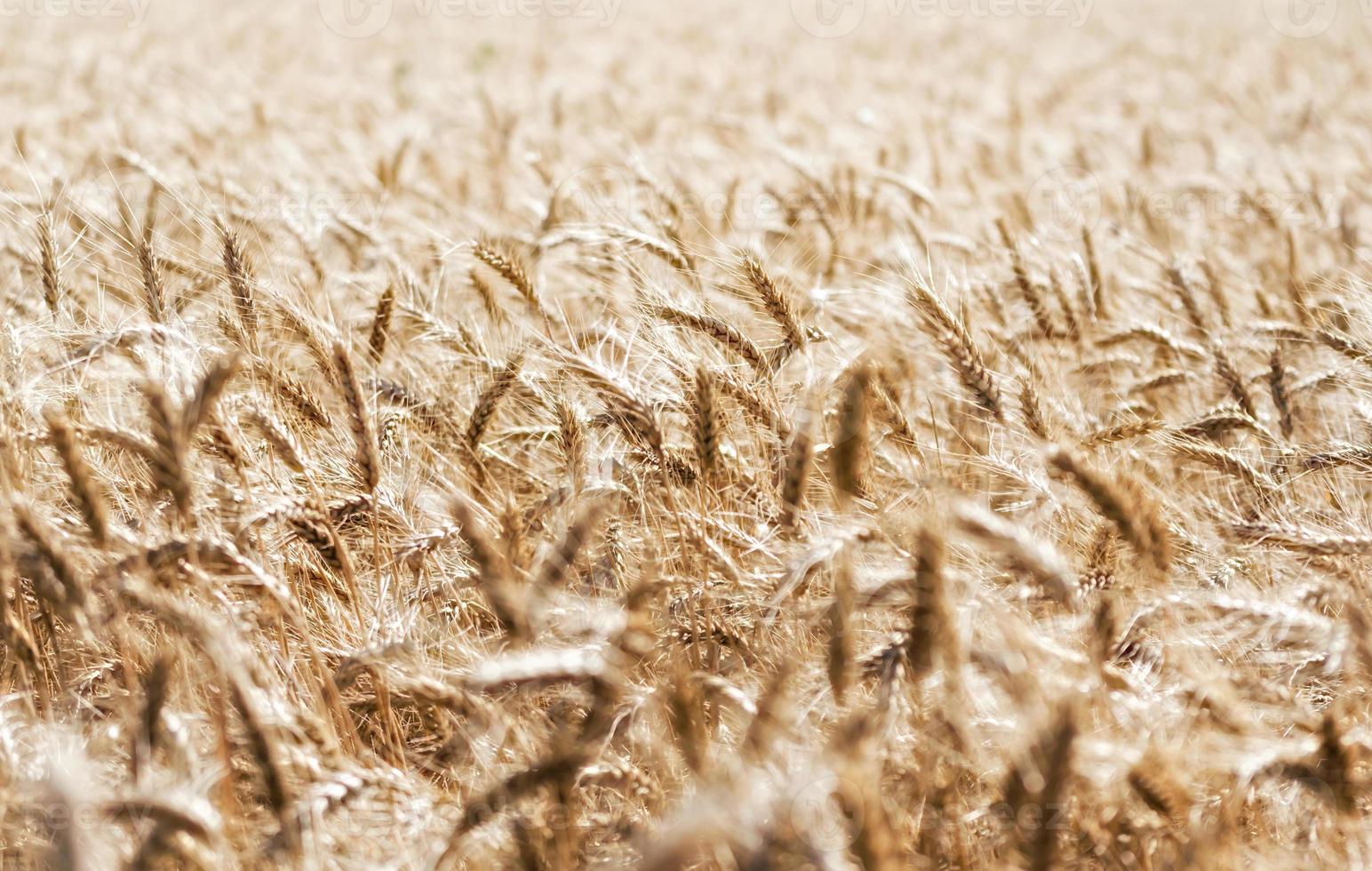 Wheat field during daytime photo