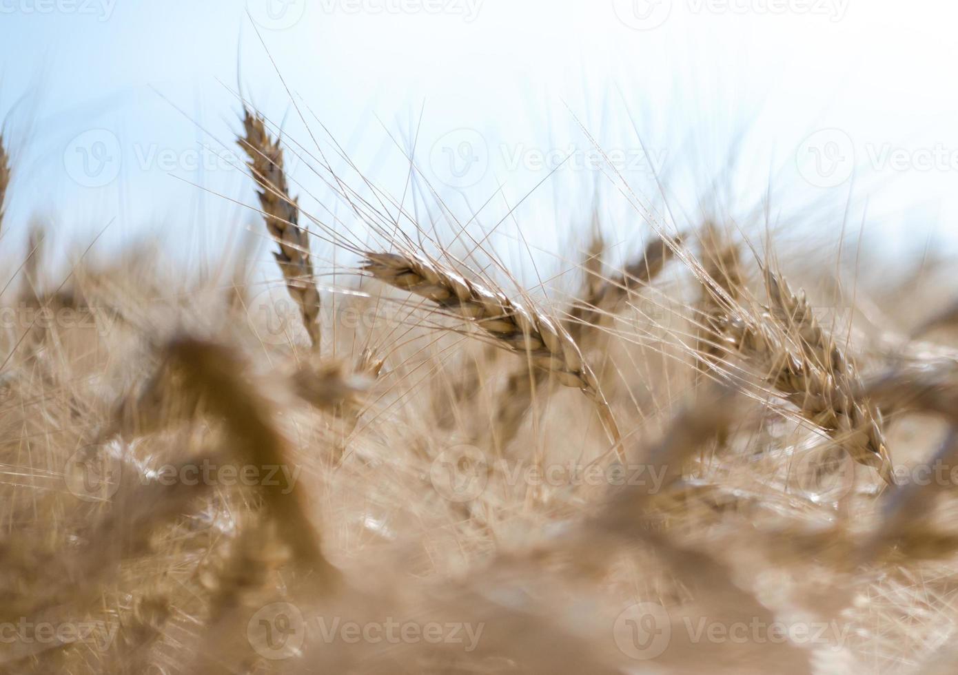 Wheat with a blue sky photo