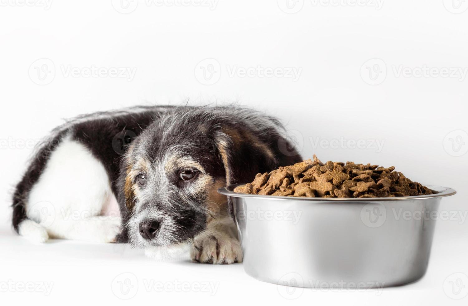 perro triste con plato de comida foto