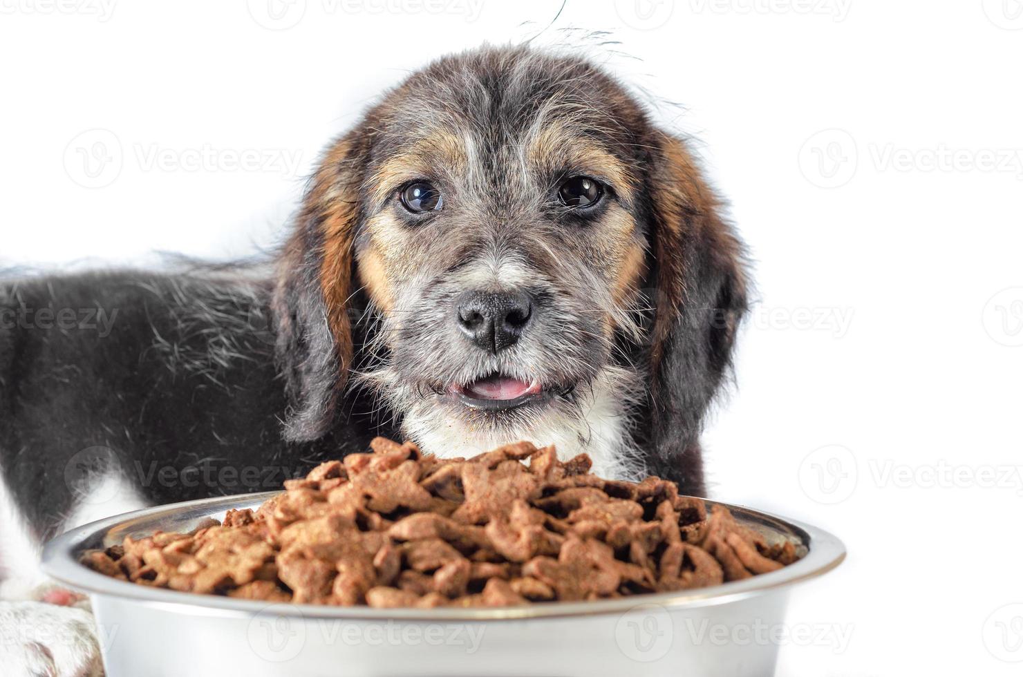 Dog with dry food photo