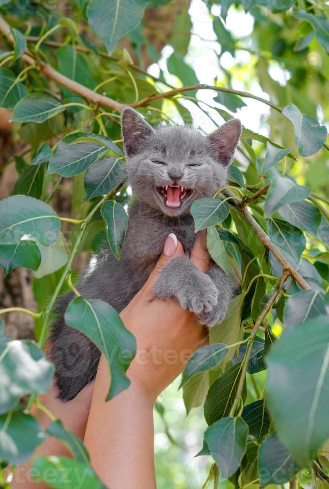 Person holding up a gray kitten photo