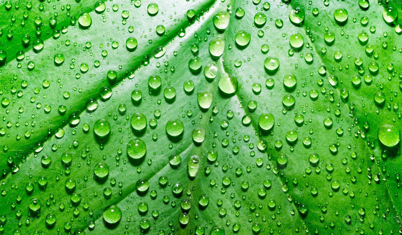 hoja verde brillante con gotas de rocío foto