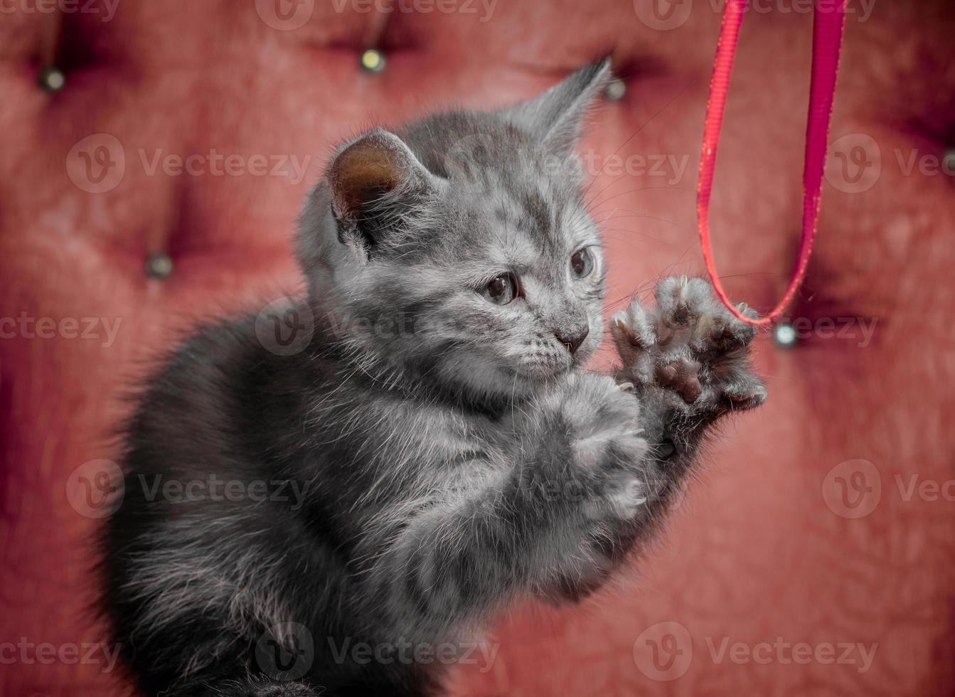 Gray kitten on a red sofa playing with a ribbon photo