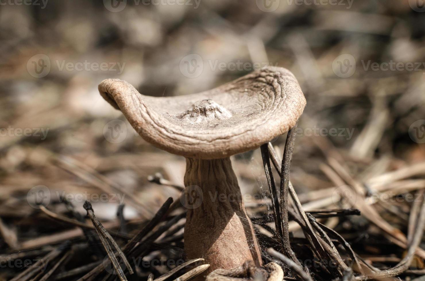 Little mushroom in the forest photo